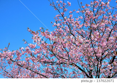 満開の河津桜 137022071