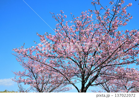 満開の河津桜 満開の河津桜 137022072