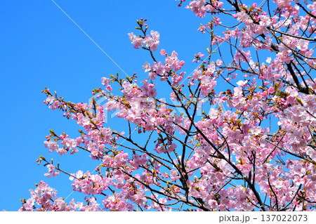 満開の河津桜 満開の河津桜 137022073
