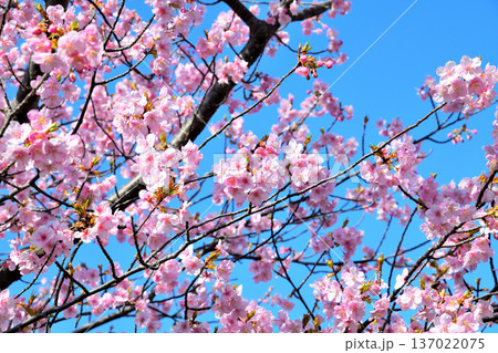 満開の河津桜 満開の河津桜 137022075
