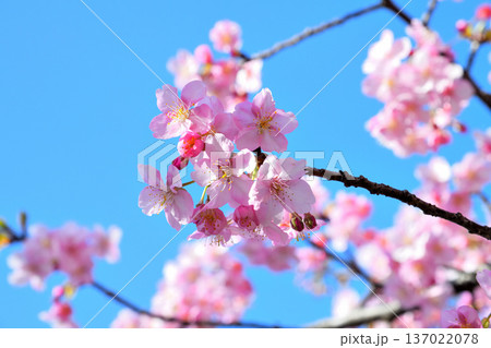 満開の河津桜 137022078