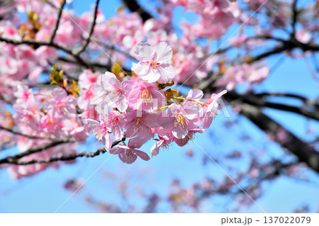 満開の河津桜 満開の河津桜 137022079