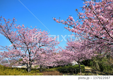 満開の河津桜 137022087