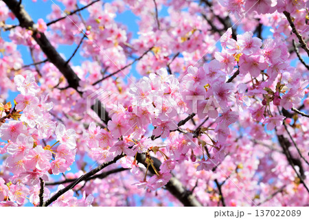 満開の河津桜 満開の河津桜 137022089