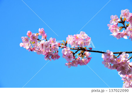 満開の河津桜 満開の河津桜 137022090