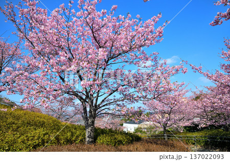 満開の河津桜 満開の河津桜 137022093