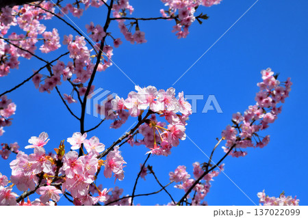 満開の河津桜 137022099