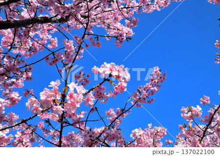 満開の河津桜 137022100