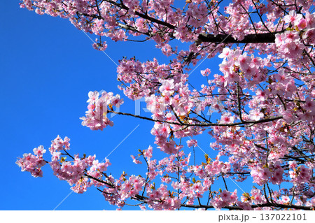 満開の河津桜 満開の河津桜 137022101
