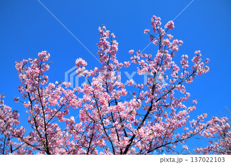 満開の河津桜 137022103