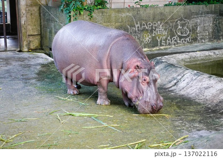 カバ カバ 137022116