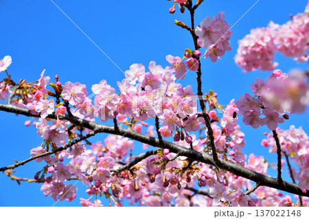 満開の河津桜とミツバチ 137022148