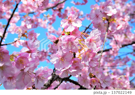 満開の河津桜とミツバチ 満開の河津桜とミツバチ 137022149