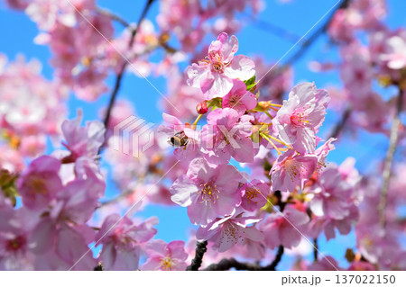 満開の河津桜とミツバチ 137022150