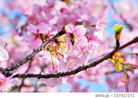 満開の河津桜とミツバチ 137022151