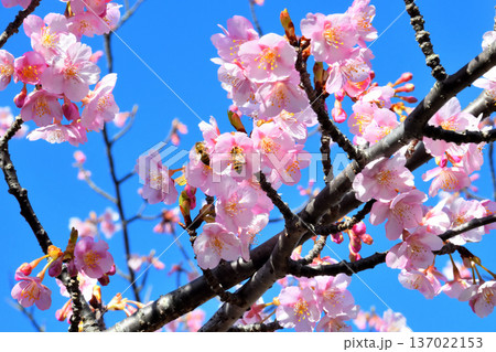 満開の河津桜とミツバチ 137022153