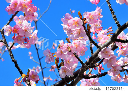 満開の河津桜とミツバチ 満開の河津桜とミツバチ 137022154