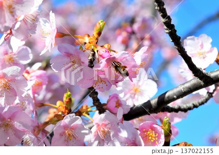 満開の河津桜とミツバチ 137022155