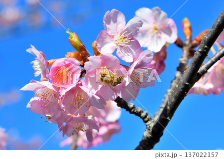 満開の河津桜とミツバチ 137022157