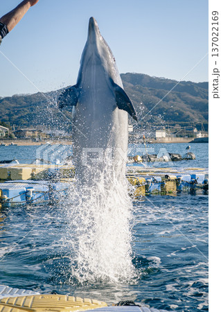 イルカが海面から飛び出てきた瞬間 イルカが海面から飛び出てきた瞬間 137022169