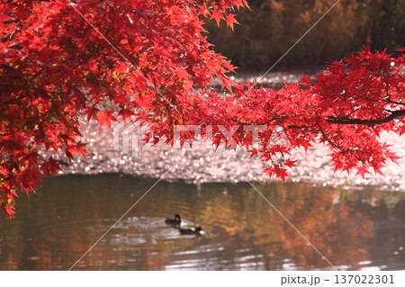 日本の池の上の真っ赤な楓の紅葉(横長) 日本の池の上の真っ赤な楓の紅葉(横長) 137022301