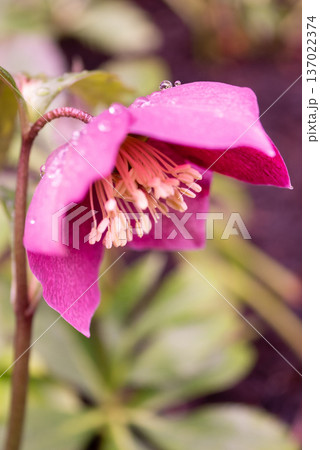 綺麗な紫色のクリスマスローズの花【冬】【春】 綺麗な紫色のクリスマスローズの花【冬】【春】 137022374