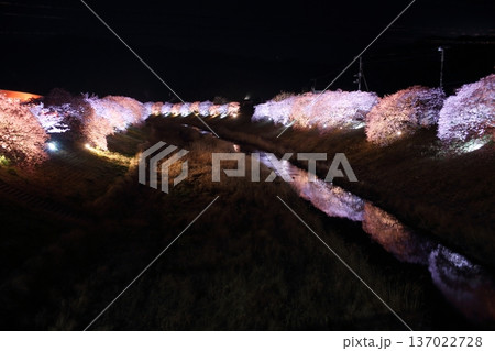 水面に映る夜桜 137022728