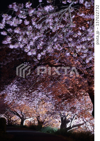 夜のライトアップされた夜桜 夜のライトアップされた夜桜 137022732