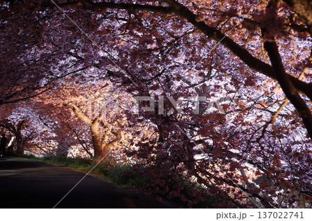 桜のトンネルを歩く 137022741