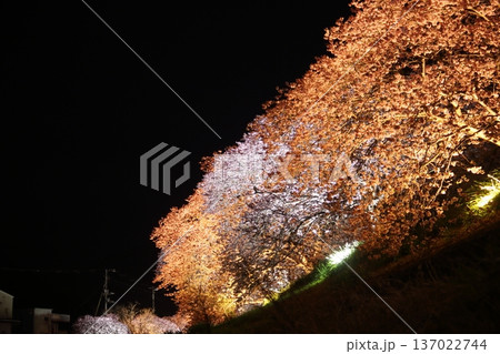 夜桜~ライトアップ~ 夜桜~ライトアップ~ 137022744