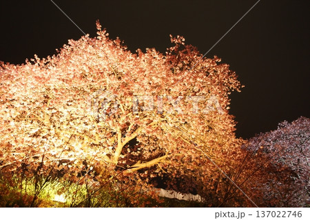 ライトアップされた夜桜 ライトアップされた夜桜 137022746