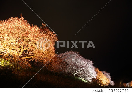 ライトアップされた夜桜 137022750