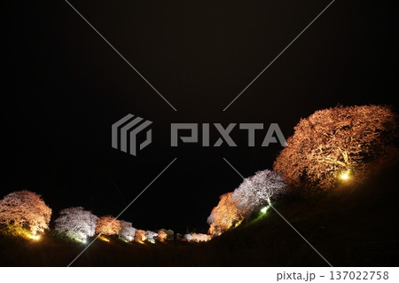 ライトアップされた夜桜 ライトアップされた夜桜 137022758