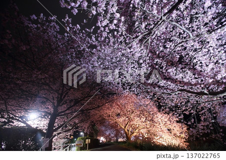 夜桜を見上げる 137022765