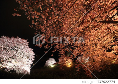 夜桜を飾る 137022774