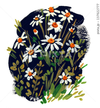 Hand-painted illustration of chamomile for greeting cards and decorative designs Hand-painted illustration of chamomile for greeting cards and decorative designs 137022777