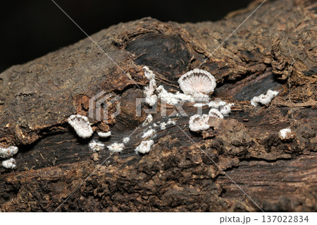 枯れた切り株に白いスエヒロタケ茸の幼菌（自然環境下菌・キノコ類マクロ撮影） 137022834
