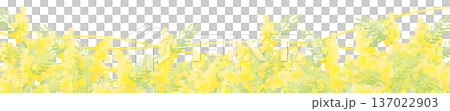 Decorative illustration of loose mimosas Decorative illustration of loose mimosas 137022903