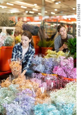 Girl visitor examines bunches of gypsophila, selects flowers Girl visitor examines bunches of gypsophila, selects flowers 137022948