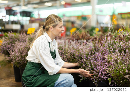Florist tends to Calluna flowers in flower shop Florist tends to Calluna flowers in flower shop 137022952