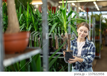 Florist girl moves elephantipes flowers pots in greenhouse Florist girl moves elephantipes flowers pots in greenhouse 137022956
