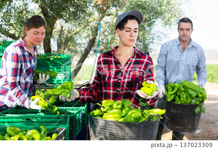 Team of farmers sorting green bell peppers in backyard of farm after harvest Team of farmers sorting green bell peppers in backyard of farm after harvest 137023309