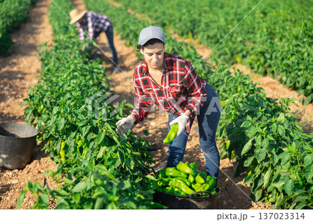 Woman gardener harvesting pepper on plantation 137023314