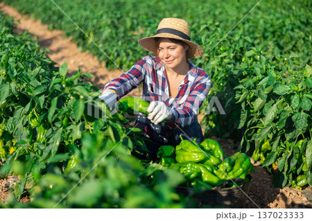 Female farmer puts bell peppers in basket for sale in market 137023333