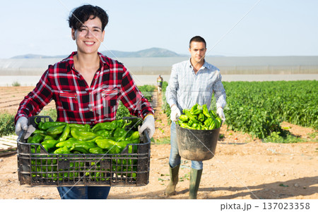 Female farmer carries a crate of ripe green bell peppers in backyard of a farm Female farmer carries a crate of ripe green bell peppers in backyard of a farm 137023358