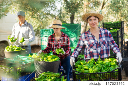 Portrait of positive woman with crate of bell pepper Portrait of positive woman with crate of bell pepper 137023362