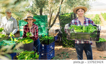 Portrait of smiling woman agriculturist with crate of pepper Portrait of smiling woman agriculturist with crate of pepper 137023424