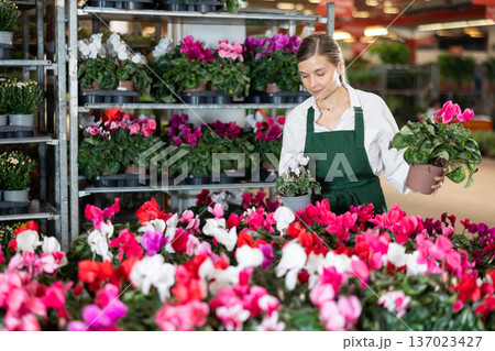 Female employee of flower greenhouse tends to cyclamen flowers 137023427