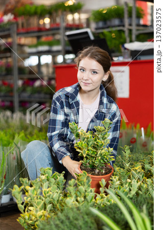 Inspired female florist caring about Euonymus plants during work in flower shop 137023575
