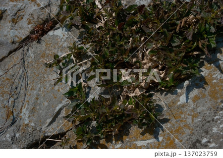 壁に生えた植物 壁に生えた植物 137023759
